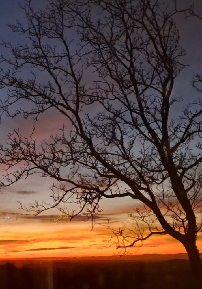 arbre soleil