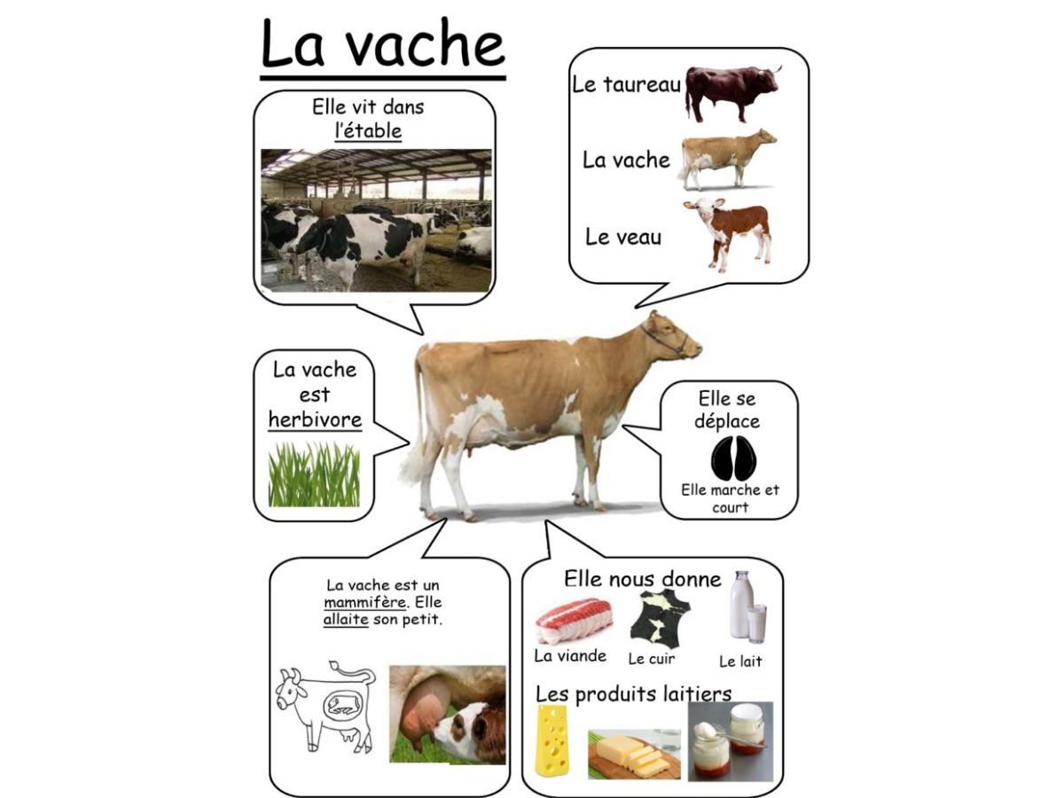 La vache description de la vache