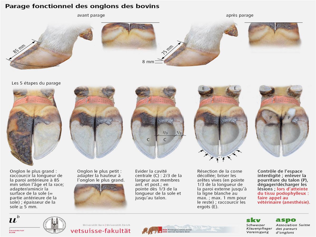 parage d'une vache Quand l’amour sent le foin et le bonheur a des bottes en caoutchouc.