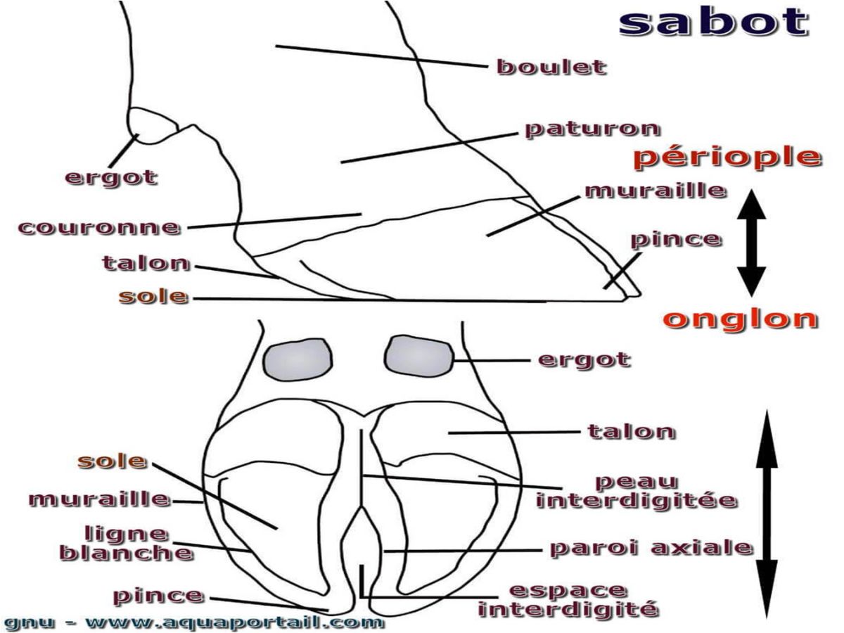 sabot extérieur Quand l’amour sent le foin et le bonheur a des bottes en caoutchouc.