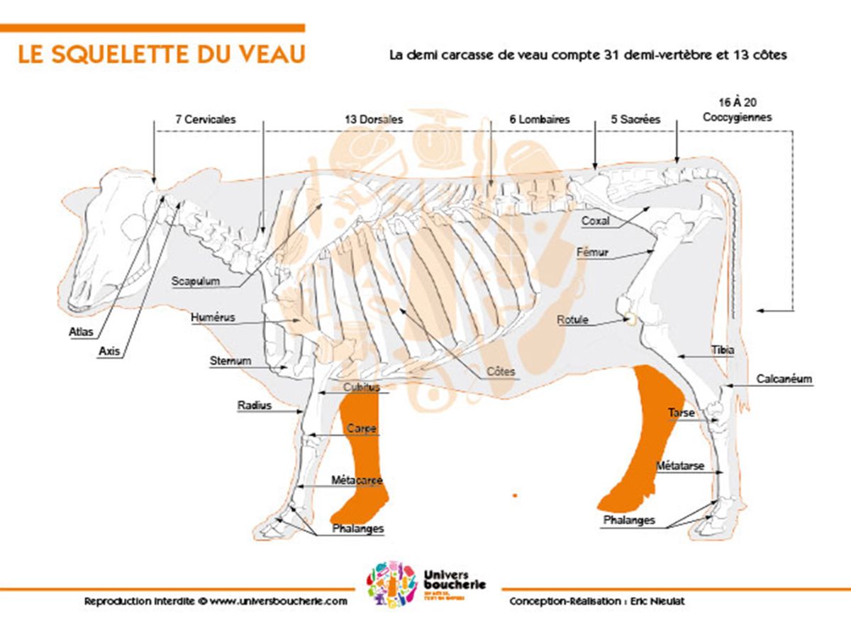 squellette d'un veau Quand l’amour sent le foin et le bonheur a des bottes en caoutchouc.